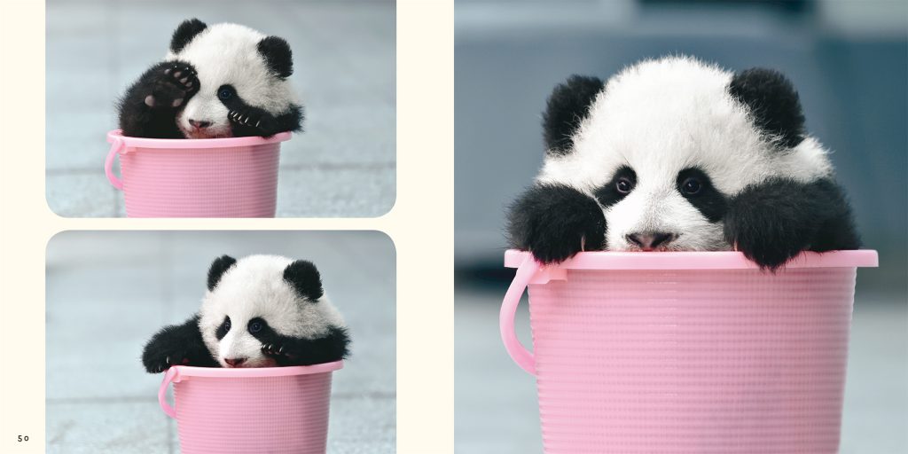 パンダの赤ちゃん写真集シリーズ Pie International