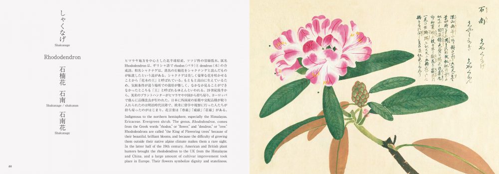 美し、をかし、和名由来の江戸花図鑑 | PIE International