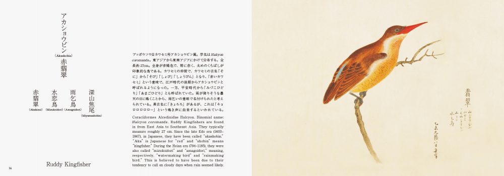 美し、をかし、和名由来の江戸鳥図鑑 | PIE International