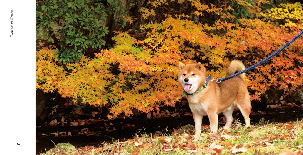 Shibainu+Ryuji+Japanese+Book+KAWAII+Shiba+Dog+Pet+Photo+Japan for sale  online